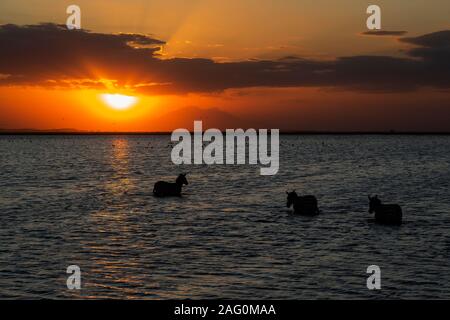 Gemeinsame Zebras (Equus quagga) Herde überquert einen See bei Sonnenuntergang im Amboseli Nationalpark in Kenia Stockfoto