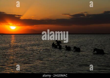 Gemeinsame Zebras (Equus quagga) Herde überquert einen See bei Sonnenuntergang im Amboseli Nationalpark in Kenia Stockfoto