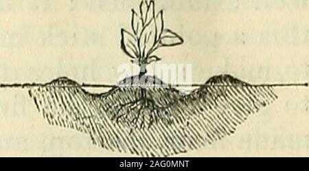 . Die Annalen der Gartenbau und Year-Book Informationen über praktische Gartenarbeit. ist in diesem Modus der Düngung erhalten, und die so erworbene Wissen wird anunerring Führer sein. Am besten ist es, zu err auf der safeside; und das ist, es schwach genug zu machen. Starke Gülle Gifte anstelle von Nou-rishing. Im Allgemeinen ist ein sehr considerablequantity von reinem Wasser wird benötigt, tomix mit der Flüssigkeit aus dem Behälter. Colorwill kaum ein Führer sein, obwohl, wenn der manureliquid fast schwarz sein, es sollte verdünnt soas wenig mehr als Farbe des Wassers zu tun; wahrscheinlich ungefähr sechs Mal so viel Reine wateras Stockfoto