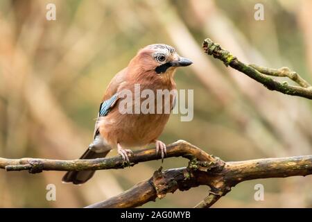 Eurasischen Jay thront auf einem Ast auf der rechten Seite Stockfoto