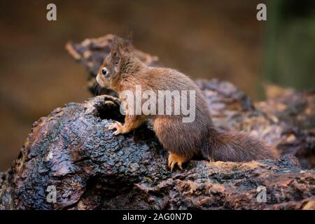 Eurasischen Eichhörnchen (Sciurus vulgaris) auf einem Zweig bei Formby Eichhörnchen finden, Merseyside, UK Stockfoto