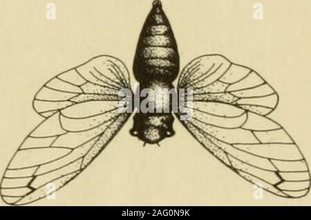 . Britische Insekten: Eine vertraute Beschreibung der Form, der Struktur, Gewohnheiten, und Transformationen von Insekten. JO Advaan. Stockfoto