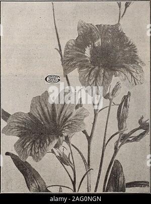 . Germain: [Katalog]. SCABIOSA GRANDIFLORA Pro Pck. Azure Fee $ 0,10 Cherry Red 10 Fleisch Farbe 10 Lila 10 Rose. 10 Weiß 10 Gemischt 0,05 SALPIGLOSSIS GRANDIFLORA (lackiert Zunge) Jährliche. Höhe 2 ft. Eine der schönsten Blumen gewachsen. Es hat ein samtiges Aussehen und ist exquisitelymarbled und in einer Vielzahl von Farben geädert. Fein für Blumensträuße. Den Samen in boxesin März säen und wenn groß genug, transplantin Zeilen etwa acht Zentimetern in einem wellspaded und angereicherte Bett.. SALPIGLOSSIS GRANDIFLORA = Pro Pck. Braun mit Gold 0,10 $ Chamois Rose .10 Hellblau .10 Scarlet .10 Violett .10 Gelb .1 Stockfoto