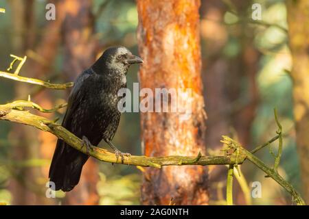 Eine Nebelkrähe (Corvus corone) auf einem Zweig auf der Suche nach rechts in den negativen Raum in einem Wald thront. Stockfoto