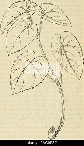 . Die Annalen der Gartenbau und Year-Book Informationen über praktische Gartenarbeit. EPIMEDIUM PINNATUM. Epimedium pinnatum, Fischer (Gefiedert-leaved Epimedium) - berberidaceae § Nan-dineas. Die Epimediums bilden eine kleine Familie ofAlpine accountof Pflanzen, zum Teil auf die saubere Art und Weise ihres Wachstums interessant, aber chieflyattractive zu einachsschlepper in Folge ihres, Hardy, und damit innerhalb der Puppenhafter jeder Besitzer eines Gartens. Einige der thekinds sind entschieden Zierpflanzen, wie casewith Gegenstand der vorliegenden Erläuterungen, aspecies mit leuchtend gelben Blüten ursprünglich genannt E. pinnatum, Stockfoto