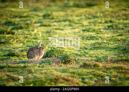 Wilde Kaninchen (Oryctolagus cuniculus) sitzen in einer grünen Wiese in der herbstlichen Sonne Stockfoto