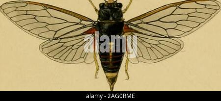 . Britische Insekten: Eine vertraute Beschreibung der Form, der Struktur, Gewohnheiten, und Transformationen von Insekten. ^ y/. Stockfoto