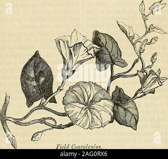 . Die Annalen der Gartenbau und Year-Book Informationen über praktische Gartenarbeit. ound Stiele, die verybrittle und hartnäckigsten Oflife. Die STÄNGEL neue Blumen und Pflanzen. 30.3 sind lang und drahtig, und selbst Unterstützung byturning Runde keine Pflanzen, die in der Nähe von togrow Ihnen geschehen, nicht nur verstecken fromsight, aber sie ersticken. So mischievousare sie, dass Sie, wenn Sie sich in einem buschwerk toestablish erlitten haben, Sie willquickly verletzen oder sogar töten stark und vigorousshrubs. Diese und couchgrass, oder stroil, sind die größten Feinde, wie Unkraut, dass der gar-dener hat einen zu kämpfen Stockfoto