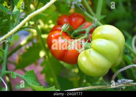 Costoluto Fiorentino (Italienische Tomaten) Tomaten auf Rebe Stockfoto