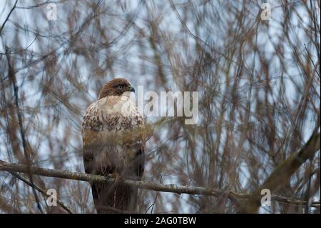 Ein großer roter Schwanz hawk Sitzstangen auf Ast ein Auge auf Fotografen, der nicht im Bild ist. Stockfoto