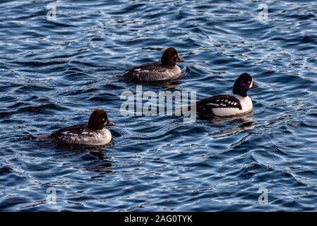 Der Barrow Goldeneyes schwebend an einem See. Stockfoto