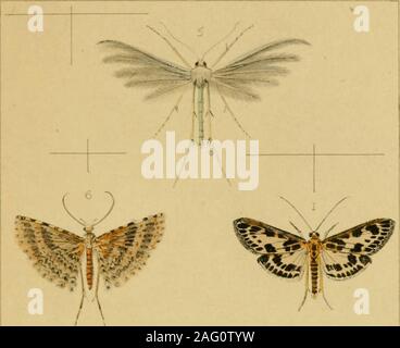 . Britische Insekten: Eine vertraute Beschreibung der Form, der Struktur, Gewohnheiten, und Transformationen von Insekten. ff^^&gt; ich u/SclS tfLDd et/O Plll.. Ein Stockfoto