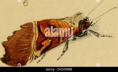 . Britische Insekten: Eine vertraute Beschreibung der Form, der Struktur, Gewohnheiten, und Transformationen von Insekten. ff^^&gt; ich u/SclS tfLDd et/O Plll. Stockfoto