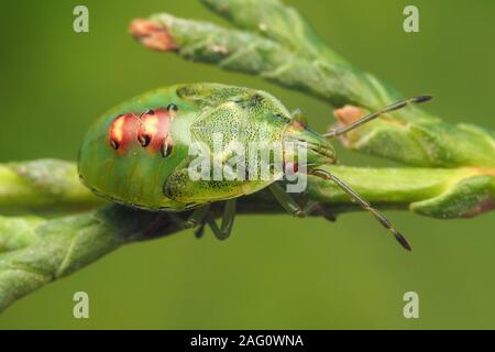 Juniper Shieldbug Nymphe (Cyphostethus tristriatus) in Ruhe auf Lawson's Cypress Tree. Tipperary, Irland Stockfoto