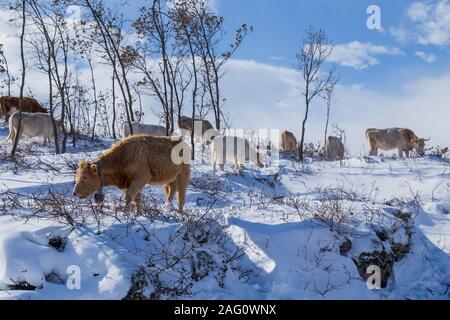 Kühe am Berg mit Schnee im Sanabria, in der Nähe der See, Castilla y Leon, Spanien Stockfoto