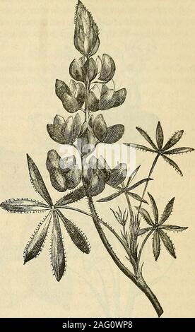 . Die Annalen der Gartenbau und Year-Book Informationen über praktische Gartenarbeit. entzückend und healthfulrecreation. Der kleine Band vor uns takesnearly die gleiche Sicht auf das Thema. Thissecond Edition ist stark in der Ar verbessert - abmachung von seinem Inhalt; und wir observea erhebliche zusätzlich zu der Anzahl der Illus trations-. Der Text hat auch offensichtlich unter - gegangen, Revision und nicht ohne Vorteil. Wir leihen einige illustrative Auszüge, mit den Kürzungen, die sie begleiten: - ZWERG LUPIN. Dies ist eines der schönsten der Lupinen, Lager Blätter geschnitten, um etwas resem-ble eine Stockfoto