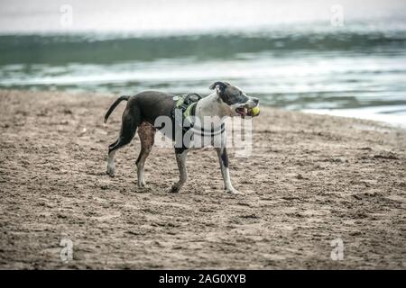 Eine braune und weiße kurzhaarige Hund spielen mit einem Ball auf einem Strand in der Nähe von einem See Stockfoto