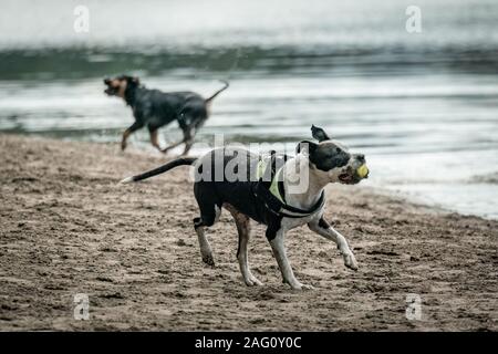 Eine braune und weiße kurzhaarige Hund spielen mit einem Ball auf einem Strand in der Nähe von einem See Stockfoto