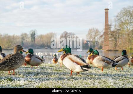 In der Nähe von wilden UK Stockenten (Anas platyrhynchos), das auf eingefrorenen, frostigen Boden im Winter von stack Pool in Kidderminster, Worcestershire. Stockfoto