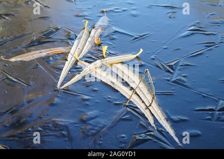 Laub in der eisigen Oberfläche des britischen See Wasser eingefroren. Stockfoto