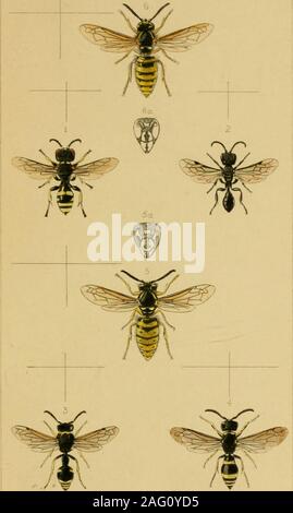 . Britische Insekten: Eine vertraute Beschreibung der Form, der Struktur, Gewohnheiten, und Transformationen von Insekten. . EW. RDlk 5 clS 70. PI 6. . EWR.de!." StJf 70. ? 1 ^w Stockfoto