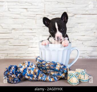 Cute basenji Welpen Hund sitzt in Big Blue Cup Stockfoto