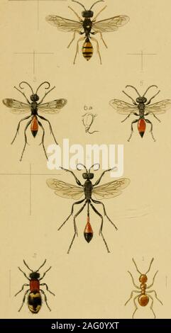 . Britische Insekten: Eine vertraute Beschreibung der Form, der Struktur, Gewohnheiten, und Transformationen von Insekten. , EWRDsi". 5..! 870,. . EW. RDlk 5 clS 70. PI 6. Stockfoto