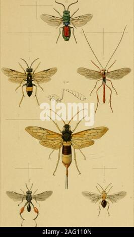 . Britische Insekten: Eine vertraute Beschreibung der Form, der Struktur, Gewohnheiten, und Transformationen von Insekten. EWRohimoi. Jeirp. LoHa/D. . P!: 6.. , EWRDsi". 5..! 870, Stockfoto