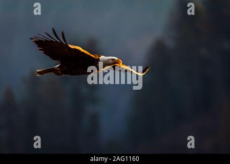 Am Abend Jagd auf ein Weißkopfseeadler Stockfoto