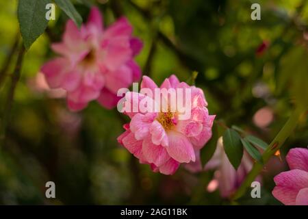 Schöne rosa Rosen Stockfoto