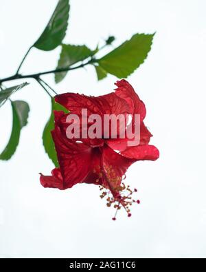 Schöne rote Hibiskus Blume auf weißem Hintergrund Stockfoto