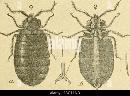 . Sanitär Entomologie; Die entomologie von Krankheit, Hygiene und sanitäre Einrichtungen. Abb. 76.-Wanze: Erwachsene vor milchstau. Wesentlich vergrößert. (Marlatt.). Stockfoto