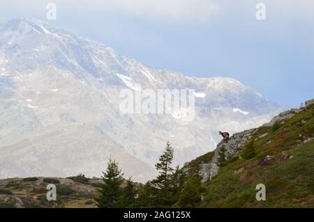 Gämsen auf Monte Luco im Val di Non Stockfoto