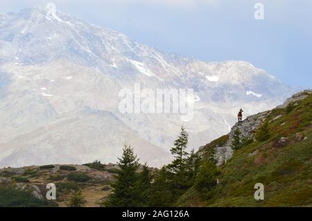 Gämsen auf Monte Luco im Val di Non Stockfoto