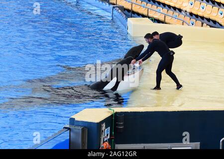 Puerto De La Cruz, Tenerife-January 16 2019. Zwei Schwertwale (Orcinus orca) Fisch während ein Wal Show im Loro Park auf Teneriffa eingezogen werden Stockfoto