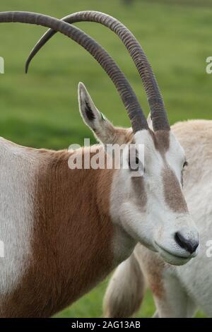 Nahaufnahme, Porträt einer scimitar horned Oryx (Oryx dammah). Stockfoto