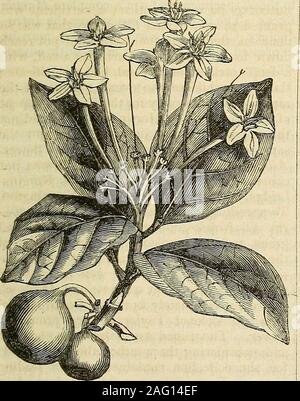 . Die Annalen der Gartenbau und Year-Book Informationen über praktische Gartenarbeit. m aufgewachsen waren und unnatürlich ausgebildet, lange schlecht gewachsen gawky Pflanzen, beugte sich über andtwisted zu Zwerg erscheinen; Es wereno Ausnahmen; die Gewinner Muster Wasthe am besten aussehende, aber ebenso improperlytrained. Es wurde in der Sitzung, dass United Gärtner angekündigten themanagers im Umfang von tausend Pfund beteiligt war, und dass es zu einer völligen strangerto die Gartenarbeit Interessen, und viele der theparties vorhanden ist, auf die Art und Weise zurückgeführt inwhich den floralen Teil misconducted verkauft worden; auch nicht Stockfoto