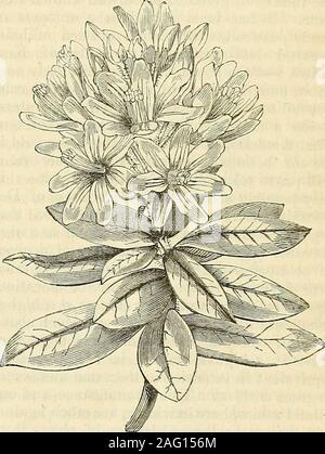 . Die Annalen der Gartenbau und Year-Book Informationen über praktische Gartenarbeit. d es kann kaum tooplentifully angebaut werden. Bezaubernde immergrüne Strauch, der in Wirklichkeit erweist. Die Bejarias haben lang beenknown zu den Botanikern und haben onas Desiderata in der Europäischen Botanik untersucht worden. Die pre-gesendet wird anscheinend die ersten, die in - wurde eingeführt, in diesem Land zu blühen, obwohl someothers bekannt sind, sind im Anbau. Itappears, die alle bekannten Arten von Bejaria, außer B. racemosa, welcher sich im Norden Ame-rican, native sind aus Südamerika, in Bejaria theAndes, von denen der Rang, hält Stockfoto