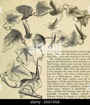 . Die Annalen der Gartenbau und Year-Book Informationen über praktische Gartenarbeit. ny, die jetzt Zertifikate erhalten; aber die Menschen bald Reifen von unsicheren Blumen; und diejenigen, die mehr an dependedupon sein, aber in ihren besten statethan unendlich schlimmer einige absolut abgelehnt werden, arepertinaciously erhalten. Lassen Sie uns tworival Blumen sehr viel in Punkt nehmen, EssexTriumph und Admiral Stopford: Es gibt zwischen ihnen nocomparison in die Exzellenz der Blumen, wenn beide an ihrem besten sind; butAlmiral Stopford, stufenlos Die bestflower, wird kaum eine perfekte theothers 20 Ertrag, ein Stockfoto