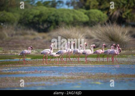 Flamingos oder Flamingos stehen im seichten Wasser in der Lagune im Frühjahr an der West Coast National Park, Western Cape, Südafrika Stockfoto