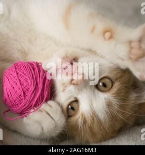 Lustige ginger Kätzchen spielt mit einem Ball der Gewinde, Pet auf dem Bett liegend, Katze zeigt Zunge. Stockfoto