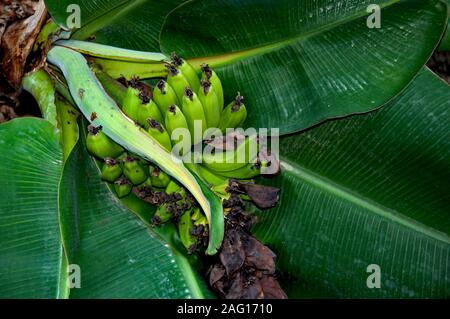 Bananen auf dem Baum im Oman Stockfoto