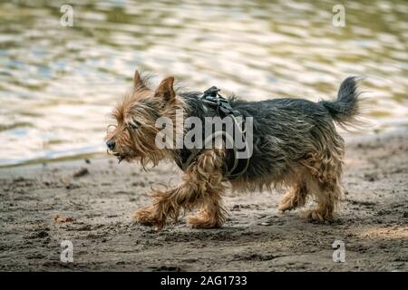 Cairn Terrier die Rasse für einen Spaziergang am Strand in der Nähe von einem See an einem sonnigen Herbsttag Stockfoto