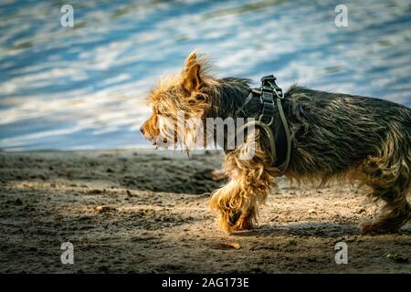 Cairn Terrier die Rasse für einen Spaziergang am Strand in der Nähe von einem See an einem sonnigen Herbsttag Stockfoto