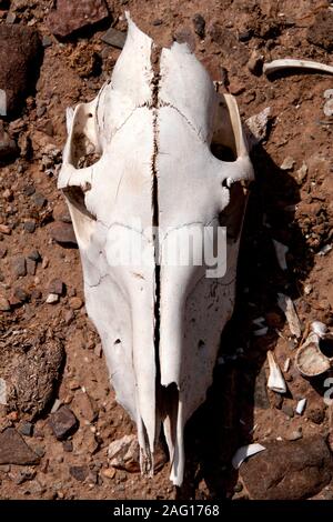 Ein Kamel Schädel liegt in der Wüste von Oman Stockfoto