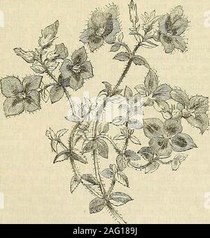 . Die Annalen der Gartenbau und Year-Book Informationen über praktische Gartenarbeit. ds, und Wälder, die Bauernhöfe, die berggebiete Weiden, undder Gay und brillante Gärten und abundantorchards, die alle durch die weich mag durchdrungen waren, die die Unterscheidung war nificence featureof die beliebtesten Länder der Welt. Je mehr wir die Geschichte von oldGreece - nicht nur die Geschichte ihrer Con-Quests, die Ihr im Krieg, und Ihr memorablerulers - aber auch die Geschichte ihres Volkes, hercivilization und ihre Kultur, die mehr tun wir feelregret für die Schönheit, die verstorben ist, den Wohlstand, die Uhr verlassen hat Stockfoto