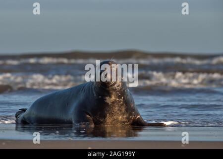 Halichoerus grypus, Grau Dichtung Stier an die Meere Kante Stockfoto