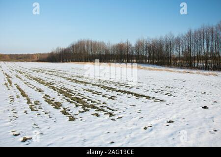 Schmelzende Schnee an den Furchen des Feldes. Bäume wachsen in einer Reihe und blauer Himmel - Winter sonniger Tag Stockfoto