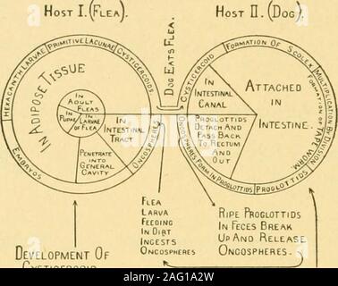 . Sanitär Entomologie; Die entomologie von Krankheit, Hygiene und sanitäre Einrichtungen. ). Neumann, jedoch hinsichtlich der Flöhe als besonders wichtig. Theripe proglottids, der die Eier der Bandwürmer enthalten, die durch ihre ownmovement, über die Hosts Anus und in das Fell wo theybecome teilweise getrocknet und zerkleinert und fallen zu Boden. Ein Teil der 356 Sanitär Entomologie die Segmente, die oncospheres, werden durch die Desintegration und arethen durch den Flohmarkt Larve oder die Laus eingenommen wird freigegeben. Sonsino behauptet, dass theadult Flohmarkt nicht das Ei dieser Wurm und Joycux (1916) hasdemonstrated dieses einnehmen könnte Stockfoto