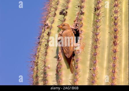 Eine Art von Finch, ein Nest in einem Saguaro Kaktus in Arizona. Stockfoto